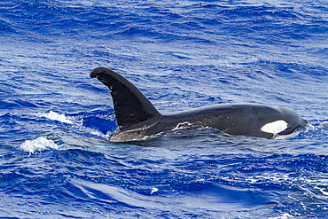 A small pod of killer whales (Orcinus orca) off Ascension Island in the Tropical Atlantic Ocean, South Atlantic Ocean