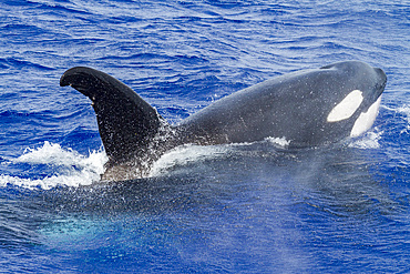 A small pod of killer whales (Orcinus orca) off Ascension Island in the Tropical Atlantic Ocean, South Atlantic Ocean