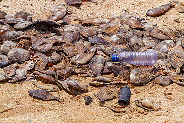 View of massive die-off of black triggerfish on the beach on Ascension Island in the southern tropical Atlantic Ocean, South Atlantic Ocean