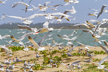 Caspian Terns (Hydroprogne caspia) at breeding colony on Ile des Oiseaux in the Parc National du Delta du Saloum, UNESCO World Heritage Site, Senegal, West Africa, Africa