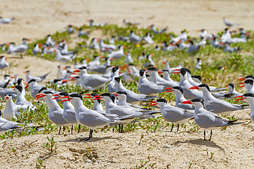 Caspian Terns (Hydroprogne caspia) at breeding colony on Ile des Oiseaux in the Parc National du Delta du Saloum, UNESCO World Heritage Site, Senegal, West Africa, Africa