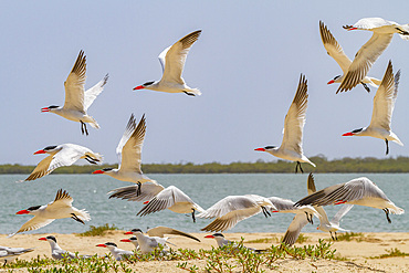 Caspian Terns (Hydroprogne caspia) at breeding colony on Ile des Oiseaux in the Parc National du Delta du Saloum, UNESCO World Heritage Site, Senegal, West Africa, Africa