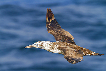 Young northern gannet (Morus bassanus) in flight near Ile des Oiseaux in the Parc National du Delta du Saloum, UNESCO World Heritage Site, Senegal, West Africa, Africa