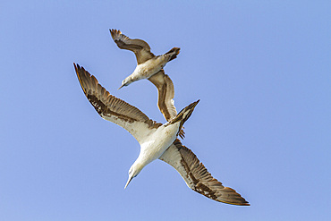 Young northern gannets (Morus bassanus) in flight near Ile des Oiseaux in the Parc National du Delta du Saloum, UNESCO World Heritage Site, Senegal, West Africa, Africa