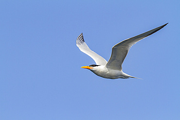 Adult Royal Tern (Thalasseus maximus albididorsalis) in flight at breeding colony on Ile des Oiseaux, Parc National du Delta du Saloum, UNESCO World Heritage Site, Senegal, West Africa, Africa