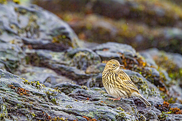 Adult South Georgia Pipit (Anthus antarcticus) feeding at low tide on Prion Island, Bay of Isles, South Georgia, Polar Regions