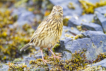 Adult South Georgia Pipit (Anthus antarcticus) feeding at low tide on Prion Island, Bay of Isles, South Georgia, Polar Regions