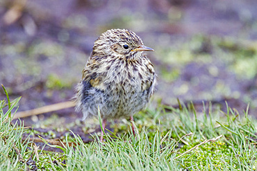 Adult South Georgia Pipit (Anthus antarcticus) feeding at low tide on Prion Island, Bay of Isles, South Georgia, Polar Regions