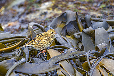 Adult South Georgia Pipit (Anthus antarcticus) feeding at low tide on Prion Island, Bay of Isles, South Georgia, Polar Regions