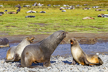 Antarctic fur seal male and female (Arctocephalus gazella) at Stromness Bay on South Georgia, Polar Regions