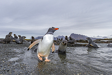 Antarctic fur seal pup (Arctocephalus gazella) on Prion Island in the Bay of Isles on South Georgia, Southern Ocean.