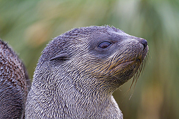 Antarctic fur seal pup (Arctocephalus gazella) on Prion Island in the Bay of Isles on South Georgia, Southern Ocean.