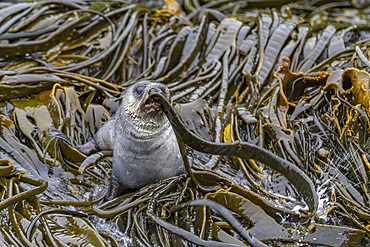 Antarctic fur seal pup (Arctocephalus gazella) on Prion Island in the Bay of Isles on South Georgia, Southern Ocean, Polar Regions