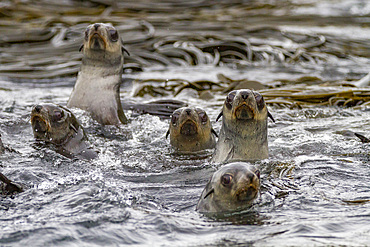 Antarctic fur seal pups (Arctocephalus gazella) on Prion Island in the Bay of Isles on South Georgia, Southern Ocean, Polar Regions