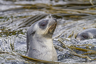 Antarctic fur seal pup (Arctocephalus gazella) on Prion Island in the Bay of Isles on South Georgia, Southern Ocean.