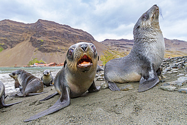 Antarctic fur seal pups (Arctocephalus gazella) near the abandoned whaling station at Stromness Bay on South Georgia, Polar Regions