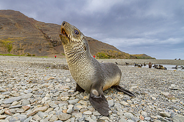 Antarctic fur seal pup (Arctocephalus gazella) near the abandoned whaling station at Stromness Bay on South Georgia.