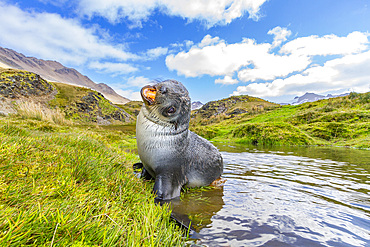 Antarctic fur seal pup (Arctocephalus gazella) near the abandoned whaling station at Stromness Bay on South Georgia.