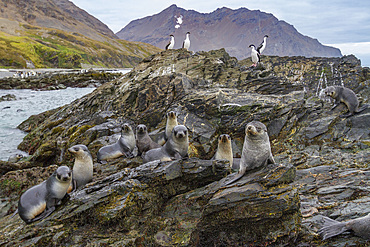 Antarctic fur seal pups (Arctocephalus gazella) playing in Fortuna Bay on South Georgia, Southern Ocean, Polar Regions