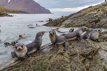 Antarctic fur seal pups (Arctocephalus gazella) playing in Fortuna Bay on South Georgia, Southern Ocean, Polar Regions