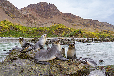 Antarctic fur seal pups (Arctocephalus gazella) playing in Fortuna Bay on South Georgia, Southern Ocean, Polar Regions