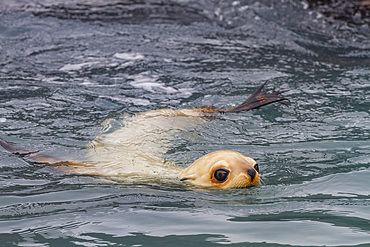 Leucistic (lack of melanin, or blond) Antarctic fur seal pup (Arctocephalus gazella) on South Georgia.