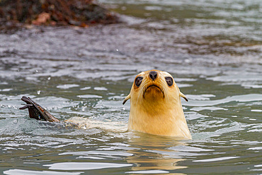 Leucistic caused by lack of melanin, or blond Antarctic fur seal pup (Arctocephalus gazella) on South Georgia, Polar Regions