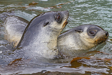 Antarctic fur seal pups (Arctocephalus gazella) playing in Fortuna Bay on South Georgia, Southern Ocean, Polar Regions