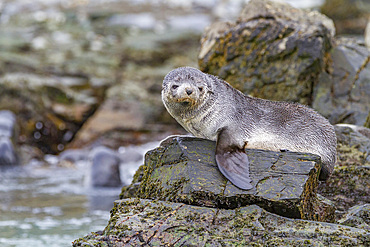 Antarctic fur seal pups (Arctocephalus gazella) playing in Fortuna Bay on South Georgia, Southern Ocean, Polar Regions