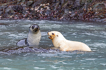 Leucistic caused by lack of melanin, or blond Antarctic fur seal pup (Arctocephalus gazella) on South Georgia, Polar Regions