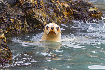 Leucistic (lack of melanin, or blond) Antarctic fur seal pup (Arctocephalus gazella) on South Georgia.