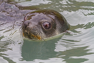 Antarctic fur seal pup (Arctocephalus gazella) playing in Fortuna Bay on South Georgia, Southern Ocean, Polar Regions