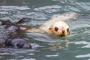 Leucistic (lack of melanin, or blond) Antarctic fur seal pup (Arctocephalus gazella) on South Georgia.