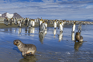 Antarctic fur seal pups (Arctocephalus gazella) playing in the surf at Salisbury Plain in the Bay of Isles on South Georgia, Polar Regions