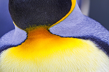 King penguin (Aptenodytes patagonicus) detail at breeding and nesting colony at St. Andrews Bay on South Georgia, Southern Ocean. MORE INFO The king penguin is the second largest species of penguin at about 90 cm (3 ft) tall and weighing 11 to 16 kg (24 t