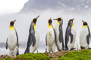 King penguin (Aptenodytes patagonicus) breeding and nesting colony at St. Andrews Bay on South Georgia, Southern Ocean. MORE INFO The king penguin is the second largest species of penguin at about 90 cm (3 ft) tall and weighing 11 to 16 kg (24 to 35 lb),