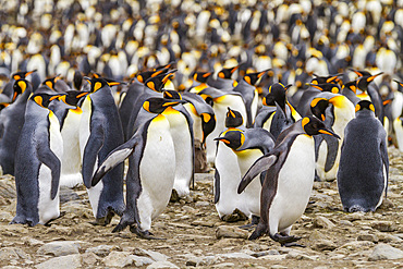 King penguin (Aptenodytes patagonicus) breeding and nesting colony at St. Andrews Bay on South Georgia, Southern Ocean, Polar Regions