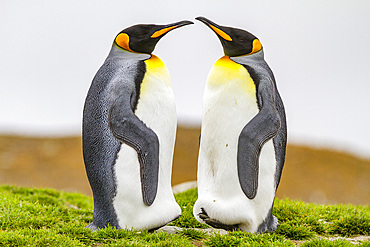 King penguin (Aptenodytes patagonicus) breeding and nesting colony at St. Andrews Bay on South Georgia, Southern Ocean. MORE INFO The king penguin is the second largest species of penguin at about 90 cm (3 ft) tall and weighing 11 to 16 kg (24 to 35 lb),