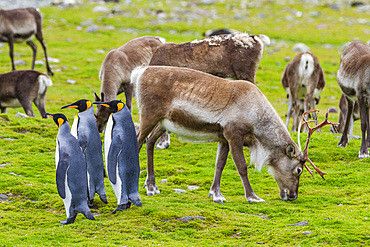 King penguin (Aptenodytes patagonicus) with introduced reindeer at breeding and nesting colony at St. Andrews Bay on South Georgia, Southern Ocean, Polar Regions