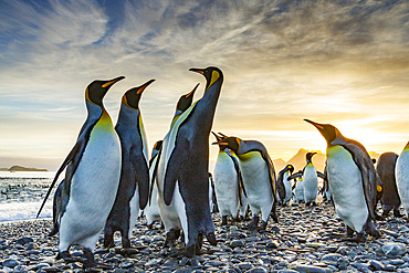 Sunrise on king penguin (Aptenodytes patagonicus) breeding and nesting colony at Salisbury Plains in the Bay of Isles, South Georgia, Southern Ocean. MORE INFO The king penguin is the second largest species of penguin at about 90 cm (3 ft) tall and weighi