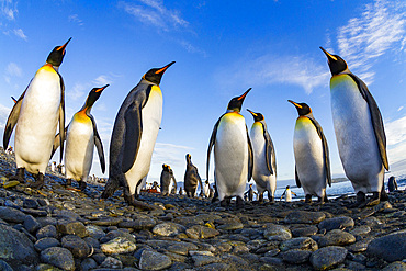 King penguin (Aptenodytes patagonicus) breeding and nesting colony at Salisbury Plains in the Bay of Isles, South Georgia, Southern Ocean. MORE INFO The king penguin is the second largest species of penguin at about 90 cm (3 ft) tall and weighing 11 to 16