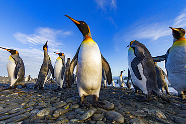 King penguin (Aptenodytes patagonicus) breeding and nesting colony at Salisbury Plains in the Bay of Isles, South Georgia, Southern Ocean. MORE INFO The king penguin is the second largest species of penguin at about 90 cm (3 ft) tall and weighing 11 to 16