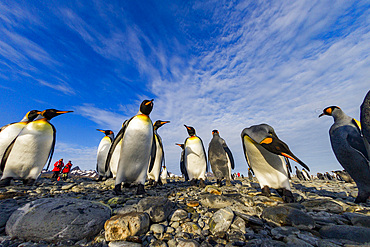 King penguin (Aptenodytes patagonicus) breeding and nesting colony at Salisbury Plain in the Bay of Isles, South Georgia, Southern Ocean, Polar Regions