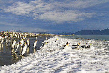 King penguins (Aptenodytes patagonicus) on the beach at breeding and nesting colony at Salisbury Plains in the Bay of Isles, South Georgia, Southern Ocean. MORE INFO The king penguin is the second largest species of penguin at about 90 cm (3 ft) tall and