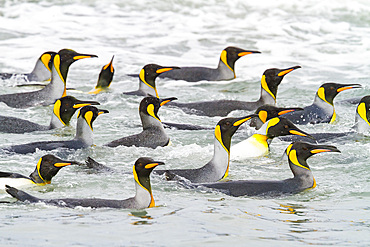 King penguins (Aptenodytes patagonicus) swimming near the beach at breeding and nesting colony at Salisbury Plains in the Bay of Isles, South Georgia, Southern Ocean. MORE INFO The king penguin is the second largest species of penguin at about 90 cm (3 ft