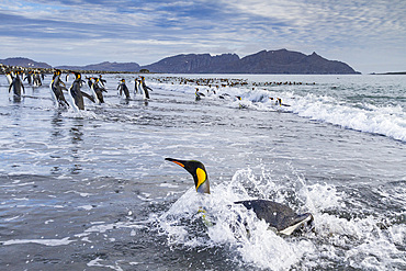 King penguins (Aptenodytes patagonicus) on the beach at breeding and nesting colony at Salisbury Plain in the Bay of Isles, South Georgia, Southern Ocean, Polar Regions