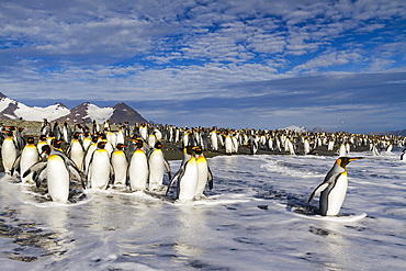 King penguins (Aptenodytes patagonicus) on the beach at breeding and nesting colony at Salisbury Plains in the Bay of Isles, South Georgia, Southern Ocean. MORE INFO The king penguin is the second largest species of penguin at about 90 cm (3 ft) tall and