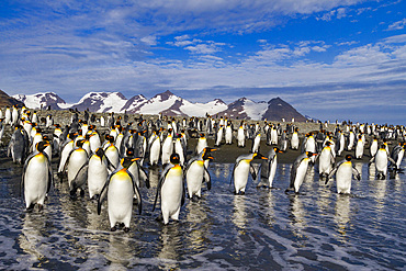 King penguins (Aptenodytes patagonicus) on the beach at breeding and nesting colony at Salisbury Plain in the Bay of Isles, South Georgia, Southern Ocean, Polar Regions