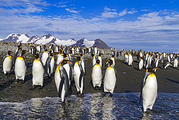 King penguins (Aptenodytes patagonicus) on the beach at breeding and nesting colony at Salisbury Plains in the Bay of Isles, South Georgia, Southern Ocean. MORE INFO The king penguin is the second largest species of penguin at about 90 cm (3 ft) tall and