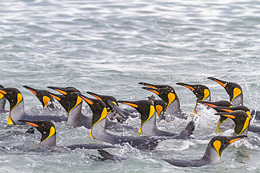 King penguins (Aptenodytes patagonicus) swimming near the beach at breeding and nesting colony at Salisbury Plain in the Bay of Isles, South Georgia, Southern Ocean, Polar Regions